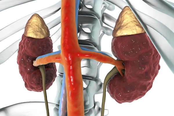 ayurvedic kidney treatment